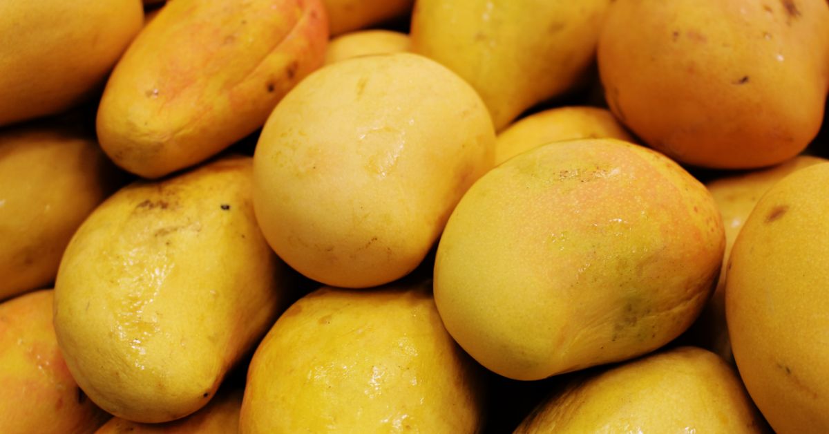 Manguitos