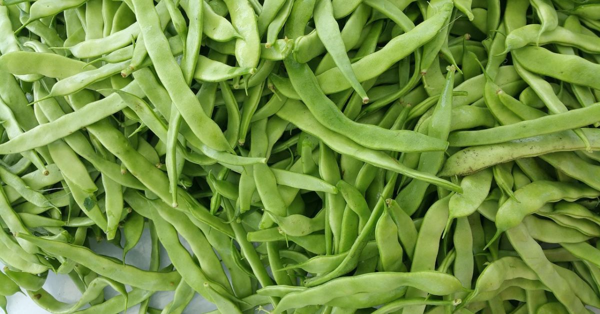 Feijão-verde, vagem