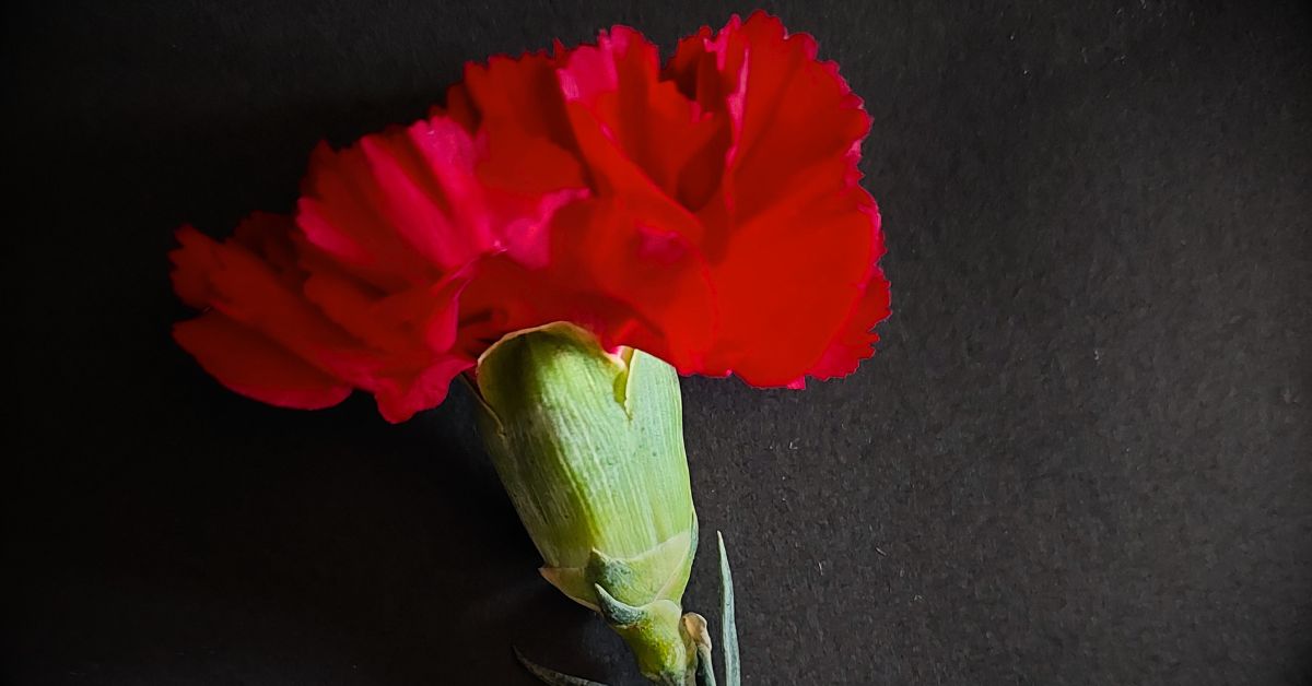 Liberdade, 25 de Abril, Revolução dos Cravos, Revolução do 25 de Abril, Cravo